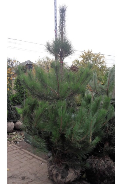 Сосна чорна / австрійська