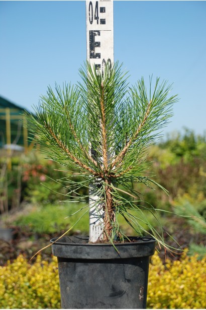 Сосна чорна / австрійська 3л/35см/Ø25см