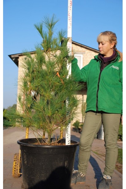 Сосна румелійська — унікальне хвойне дерево в контейнері