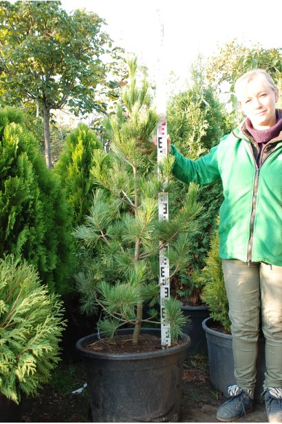 Сосна румелійська/македонська/балканська