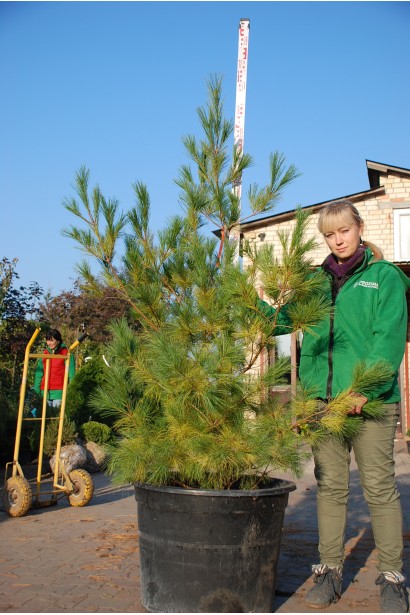  Сосна румелійська в контейнері