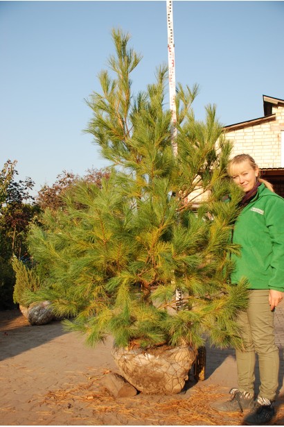 Сосна румелійська/македонська з комом землі