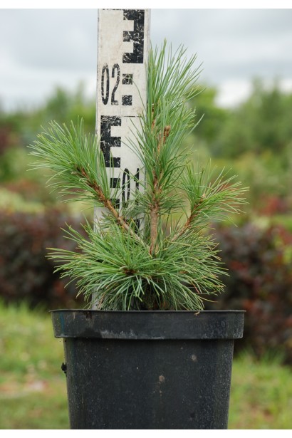 Сосна румелійська/македонська/балканська