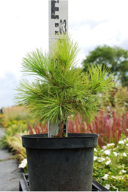 Сосна румелійська/македонська/балканська 3л/30-35см/Ø20см