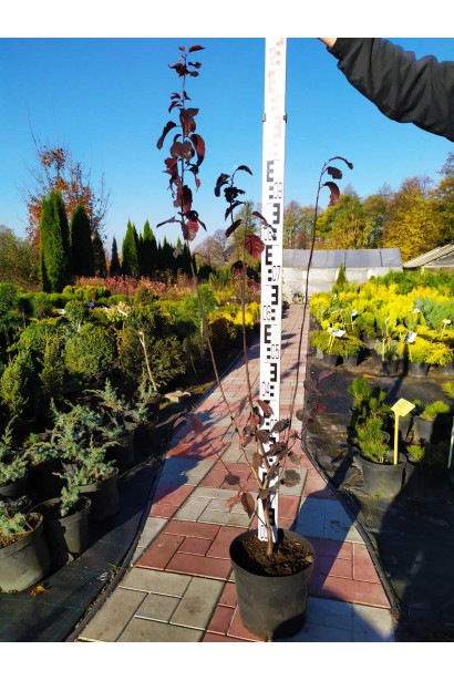 Prunus cerasifera Nigra