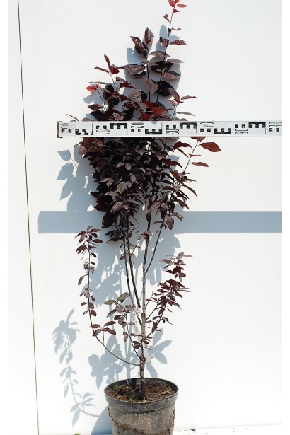 Саджанець слива розчепірена Нігра