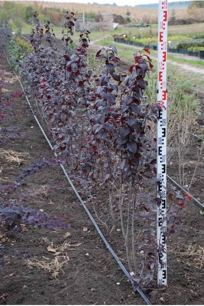 Саджанець слива розчепірена Нігра