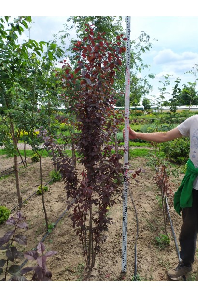 Слива розчепірена Нігра