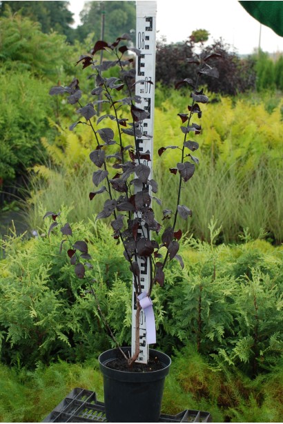 Саджанець слива розчепірена Нігра