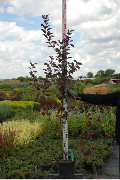 Слива цистена в контейнере