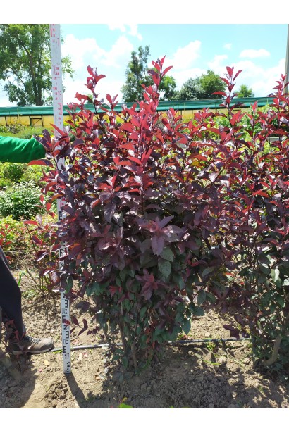 Слива цистена – куст с насыщенными листьями