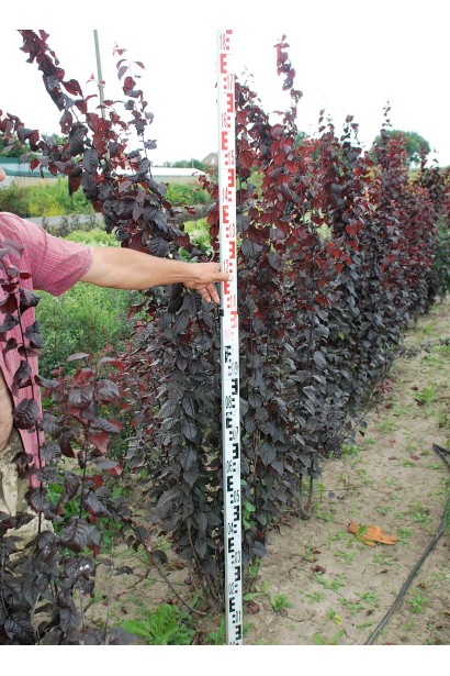 Слива цистена – идеальный выбор для живой изгороди.