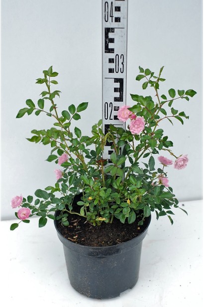 Саджанець Троянда поліантова Фейрі