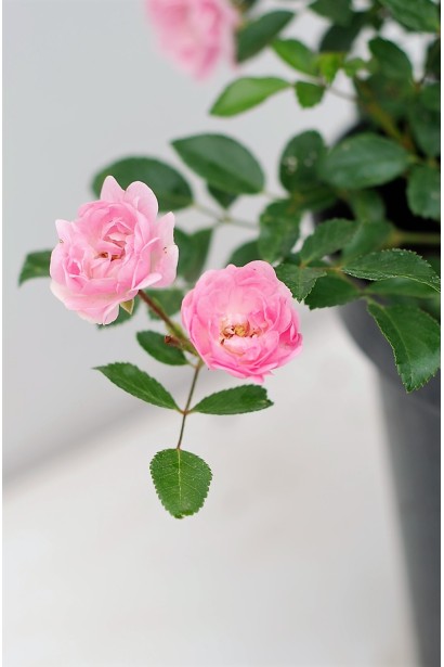 Rosa polyantha The Fairy