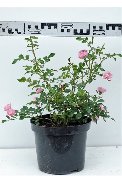 Троянда поліантова Фейрі