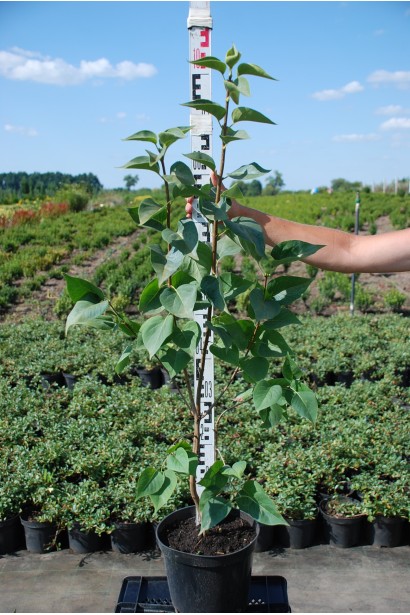 Бузок звичайний Мадам Лемуан - 5л/вис.100см/Ø50-60см