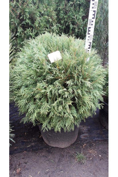 Туя Літл Чемпіон — ідеальний варіант для маленьких територій.