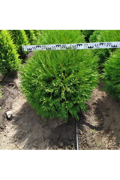 Туя Літл Чемпіон для створення зелених зон у саду.