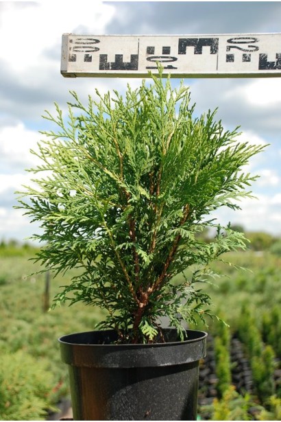 Туя західна Літл Чемпіон - 5л/вис.30-35см/Ø20-30см