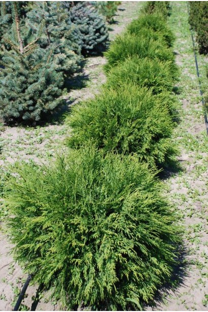 Туя західна Літл Чемпіон — ідеальна для живоплотів.