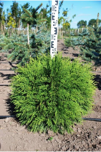 Туя Літл Чемпіон з щільною декоративною кроною.