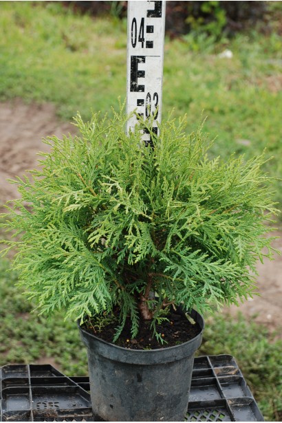 Thuja occidentalis Little Champion