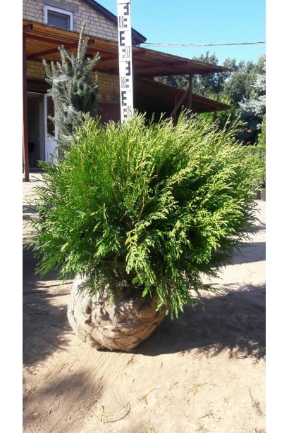 Компактна туя Літл Чемпіон для декоративних елементів.