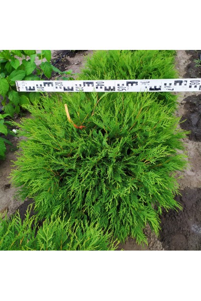 Туя західна Літл Чемпіон