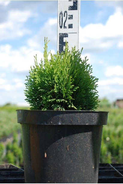 Туя західна Мікі - 3л/10-15см/10-15см