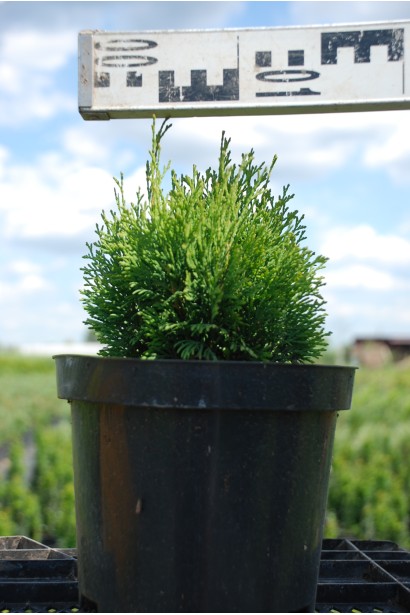 Туя західна Мікі - 3л/10-15см/10-15см