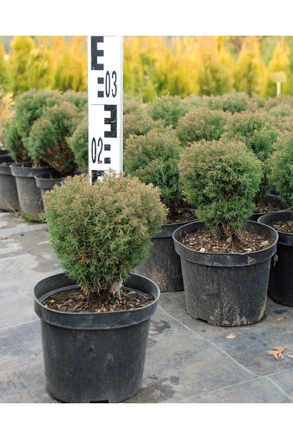 Туя западная Тедди – 3л/15-20см/15-20см