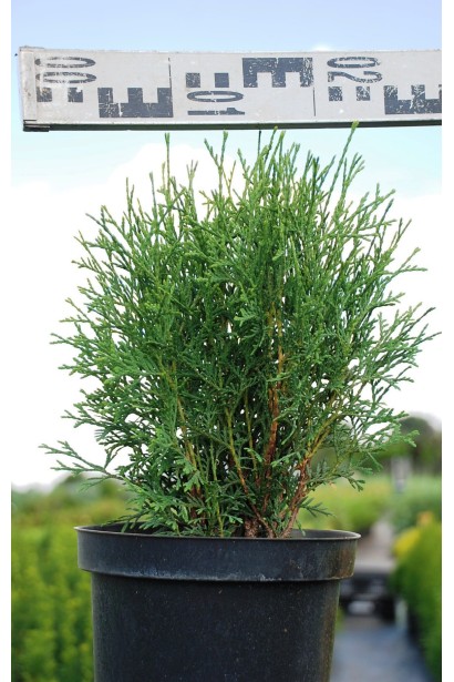 Туя западная Тини Тим - 3л/20-25см/20-30см