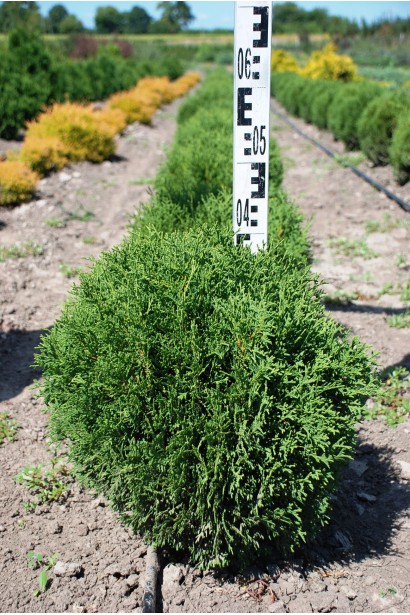 Туя западная Тини Тим - ком15кг/30-40см/30-40см