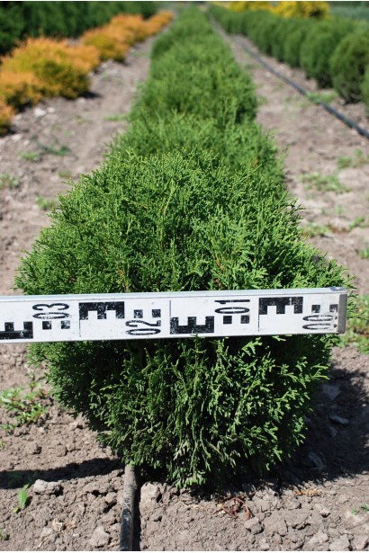 Туя западная Тини Тим - ком15кг/30-40см/30-40см