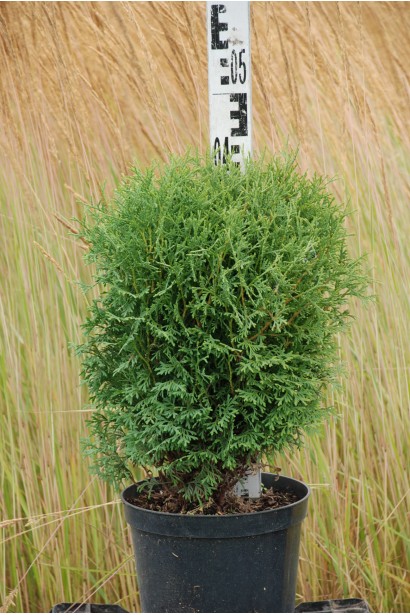 Туя западная Тини Тим - ком15кг/30-40см/30-40см