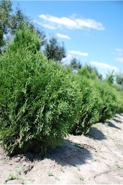 Thuja occidentalis Tiny Tim