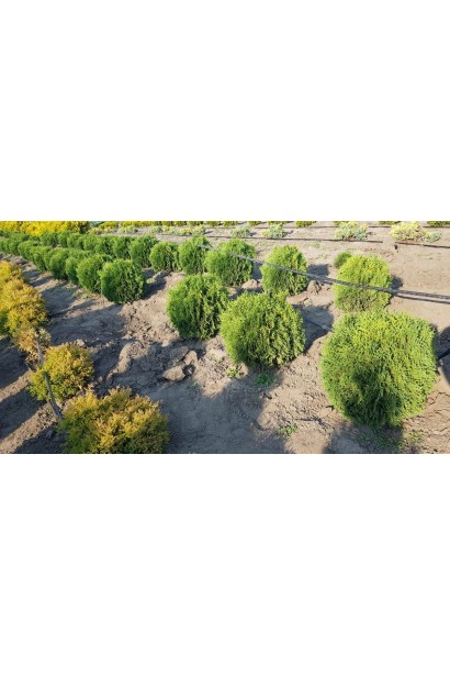 Туя западная Тени тим в питомнике