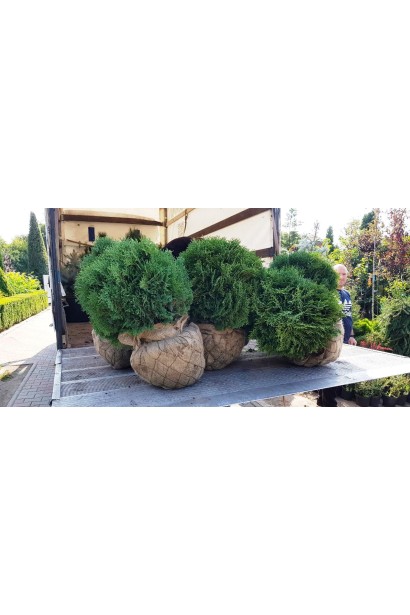 Туя западная Тини тим с комом земли