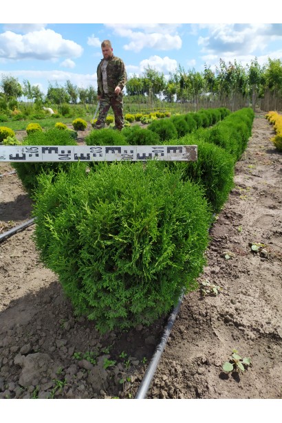 Миниатюрная туя Тини Тим для альпийских горок.