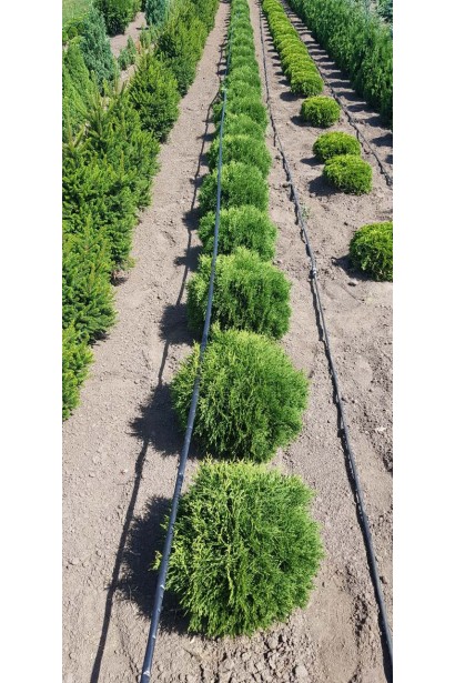 Миниатюрная туя Тини Тим с округлой формой.