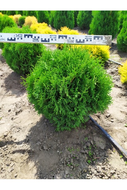 Шаровидная туя Тини Тим для стильного озеленения.