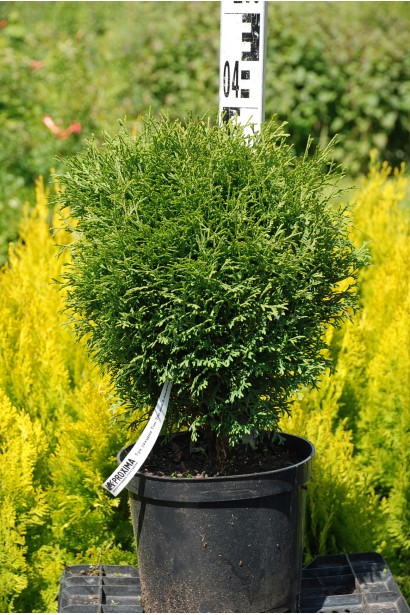 Туя западная Тини Тим - 3л/20-25см/20-30см