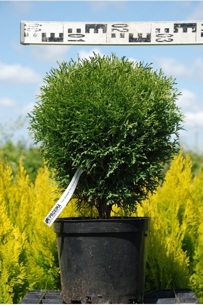 Туя западная Тини Тим - 3л/20-25см/20-30см