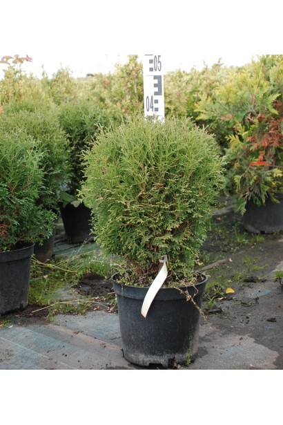 Туя Тини Тим с густой хвоей и сферической кроной.