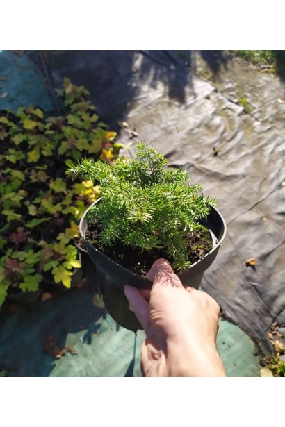 Tsuga canadensis Jeddeloh