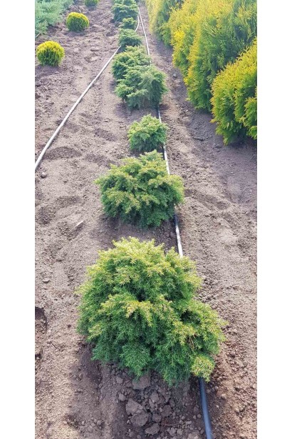 Тсуга канадская Джедделох в питомнике проксима