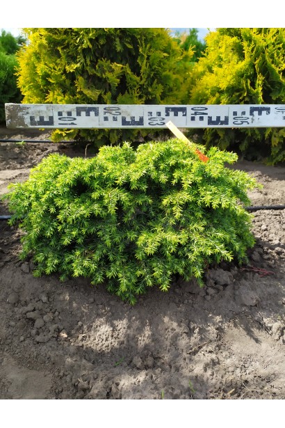 Тсуга канадская Джедделох в питомнике проксима