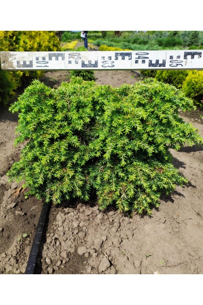 Хвоя Тсуга канадская Джедделох с темно-зелеными иглами.