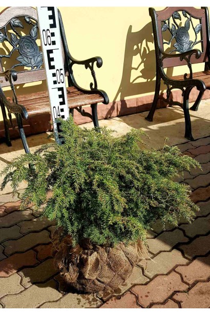 Тсуга канадская Джедделох с комом земли