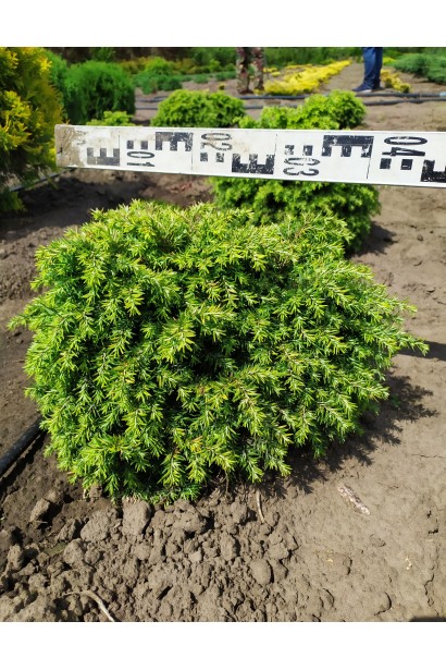 Растение Тсуга канадское Джедделох с густой хвоей.
